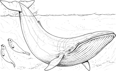 Blue Whale Baby And Seals Coloring Page